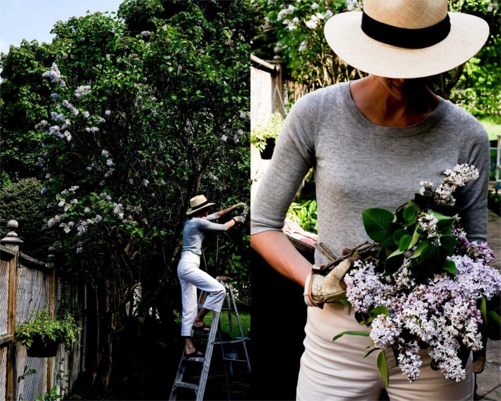 Picking Lilac Flowers